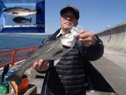 神戸市立平磯海づり公園 シラサのウキ釣りでハネ・グレ