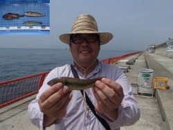 神戸市立平磯海づり公園 投げ釣りでベラ・ガシラ