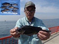 平磯海釣り公園　メバル8尾の釣果
