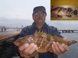 須磨海釣り公園　ウキ流し釣りでアコウ37.2cm