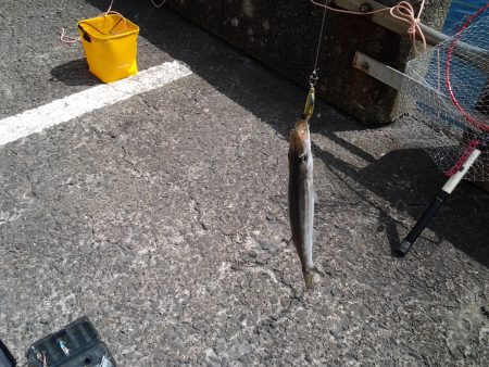 メタルマルでカマス釣り | 和歌山県 和歌山北港魚つり公園 ショアジギング カマス | 陸っぱり 釣り・魚釣り | 釣果情報サイト カンパリ