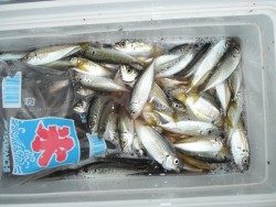 和歌山北港魚つり公園 豆アジ釣れています！