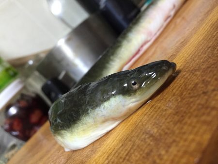 チヌ釣りのはずが！？