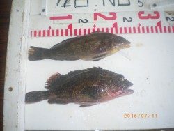 姫路市立遊漁センター　探り釣りで根魚・タコ　投げでキス