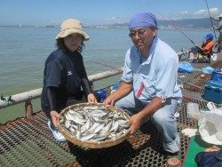 尼崎市魚つり公園　サビキで美味しい釣り物満載
