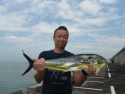 和歌山北港魚つり公園でシイラ80cm