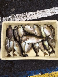 和歌山マリーナシティ海釣り公園 投稿