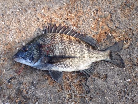 季節外れ？のエビ撒き釣り