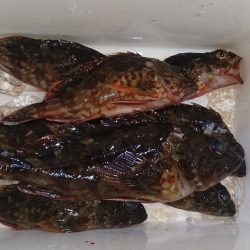 回遊魚を探しに