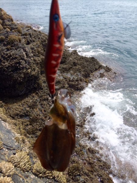 紀北地磯エギング 和歌山県 田ノ浦漁港 エギング アオリイカ 陸っぱり 釣り 魚釣り 釣果情報サイト カンパリ