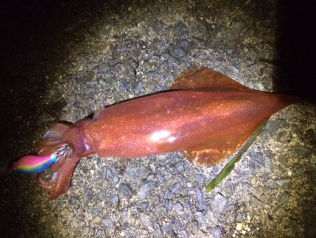 ケンサキエギング 大阪府 小島漁港 エギング ケンサキイカ 陸っぱり 釣り 魚釣り 釣果情報サイト カンパリ