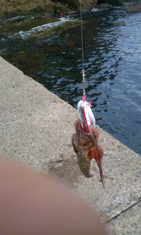 京丹後中部 タコ餌釣り 陸っぱり 釣り 魚釣り 釣果情報サイト カンパリ