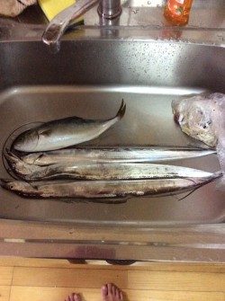 佐野川 ツバス 太刀魚 サワラ