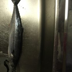 サワラ 太刀魚