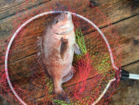 田尻の釣堀