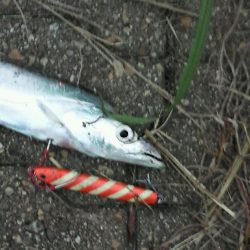 神戸空港の太刀魚