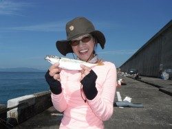 和歌山北港魚つり公園 良型アジをキャッチ