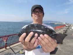神戸市立平磯海づり公園 シラサのウキ釣りでグレをキャッチ！