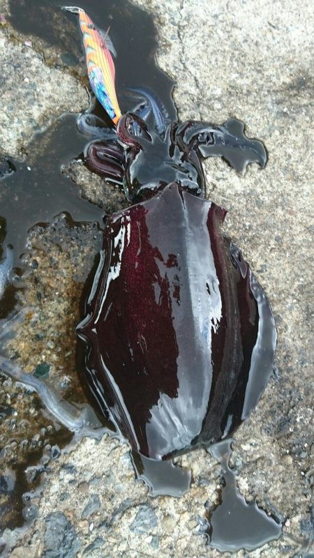 ババ荒れ日本海