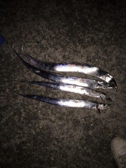 今季初太刀魚釣行