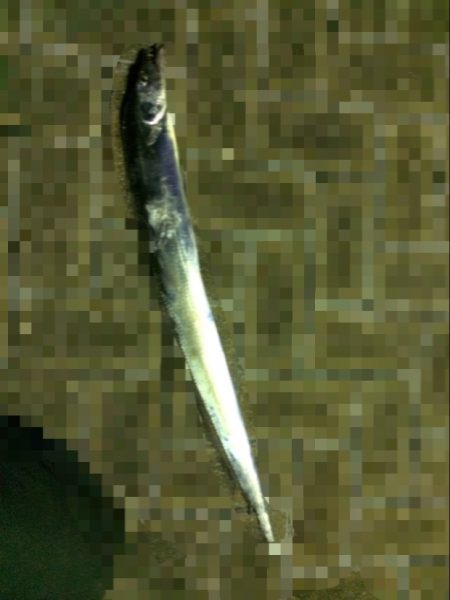 リベンジ太刀魚