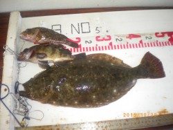 姫路市立遊魚センター　ガシラ、カワハギ、ヒラメ他