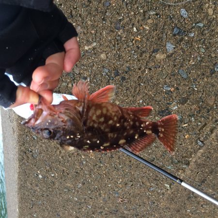 佐津海水浴場で釣行