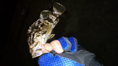 久しぶりの根魚釣り！