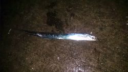 大津川尻高場で小雨の中太刀魚12匹