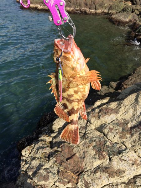 エギングロッドでショアジギング 京都府 千歳 ショアジギング カサゴ ガシラ 陸っぱり 釣り 魚釣り 釣果情報サイト カンパリ