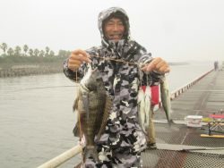 尼崎市立魚つり公園 雨でもイワシ回遊