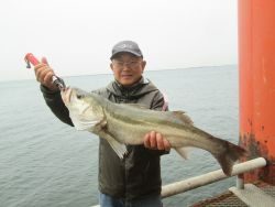 ズボ釣り立派なスズキ★尼崎市立魚つり公園