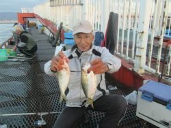 尼崎市立魚つり公園　今日もセイゴは絶好調！
