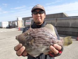 平磯海釣り公園　投げ釣りでマルハギ27cm