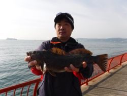 平磯海釣り公園　ウキ釣りでアイナメ42.5cmの良型