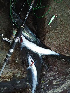 ジグロック試し釣り 京都府 矢原 田井 ショアジギング サワラ 陸っぱり 釣り 魚釣り 釣果情報サイト カンパリ