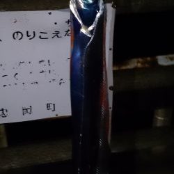 大津川尻高場で太刀魚1匹ゲット
