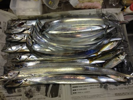 イワシの切り身で釣れました 兵庫県 瀬戸内海側 神戸港西側 ウキ釣り タチウオ 陸っぱり 釣り 魚釣り 釣果情報サイト カンパリ