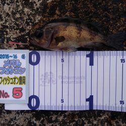 ミップル周辺で釣りをする。