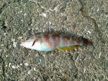 今年最後の釣り