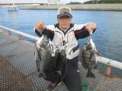 尼崎市立魚つり公園　コノシロが凄いことになっています。