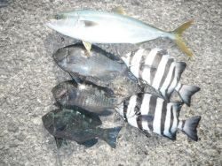 和歌山北港魚つり公園 ハマチ・グレ・サンバソウの釣果
