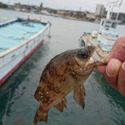 無限に釣れるのですが…