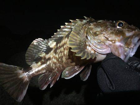 北風ピュ〜ピュ〜〜寒い中、ガッシーとご対面