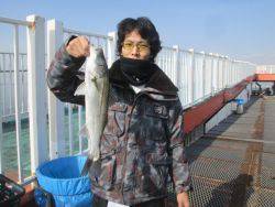 尼崎市立魚つり公園　ハネ、セイゴ好調