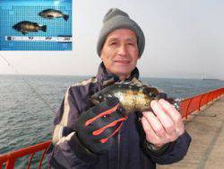 神戸市立平磯海づり公園 ウキ釣りでナイスサイズのメバル
