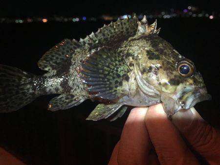 久々の釣行！ガッシー求めて^^;