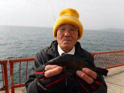 神戸市立平磯海づり公園 ウキ釣りでメバルの釣果
