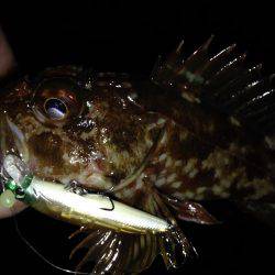 根魚祭り