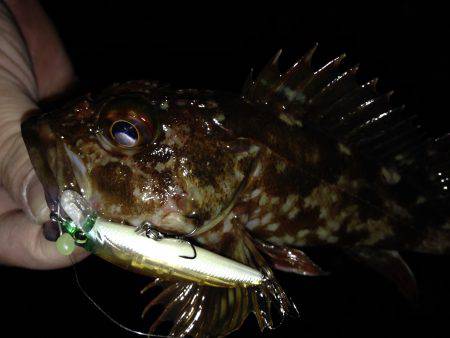 根魚祭り